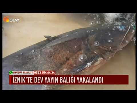 İznik'te dev yayın balığı yakalandı