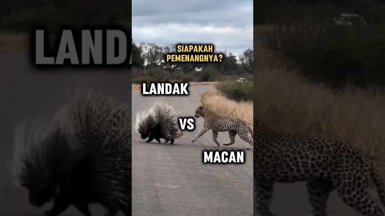 macan tutul vs landak 