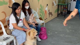 Aggressive na Chowchow hindi pwede ilapit