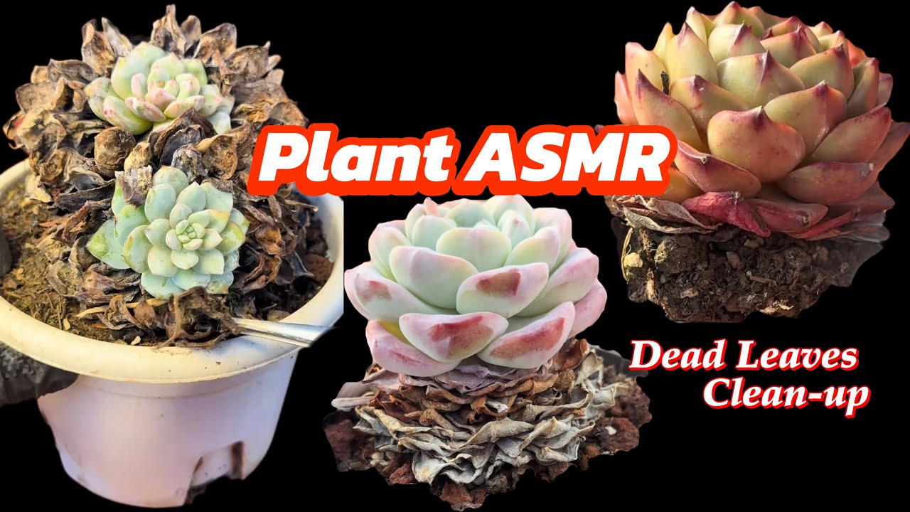 Plant ASMR | Dead Leaves Clean-up | Satisfying