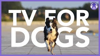 TV For Dogs: Interactive Dog TV | 7 Hours of Entertainment image