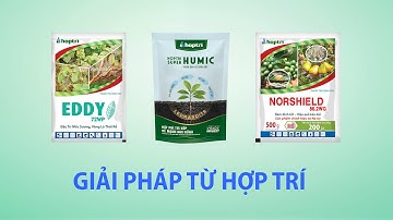 Bệnh vàng lá thối rễ trên cây sầu riêng, cây có múi: áp lực cao cần phòng trừ sớm