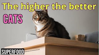 Why Cats Love Heights * A Feline Mystery by Superfoods for CATS 172 views 13 days ago 4 minutes, 43 seconds