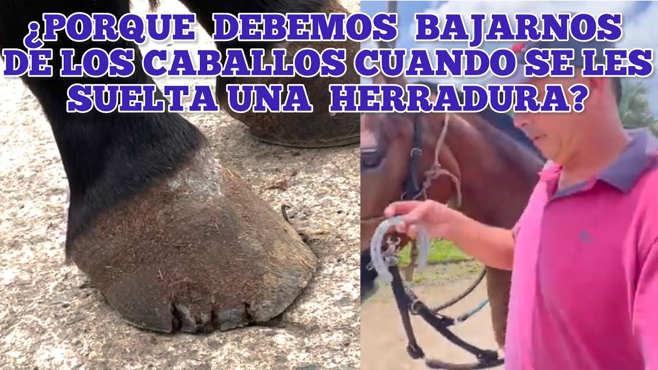 PORQUE DEBEMOS BAJARNOS DE LOS CABALLOS CUANDO SE LES SUELTA UNA