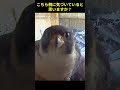 隠しカメラに気づいてしまった鳥