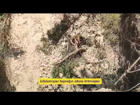 MUĞLA’DA ZEYTİN VE AĞAÇLAR 7/24 GÖZETİMDE