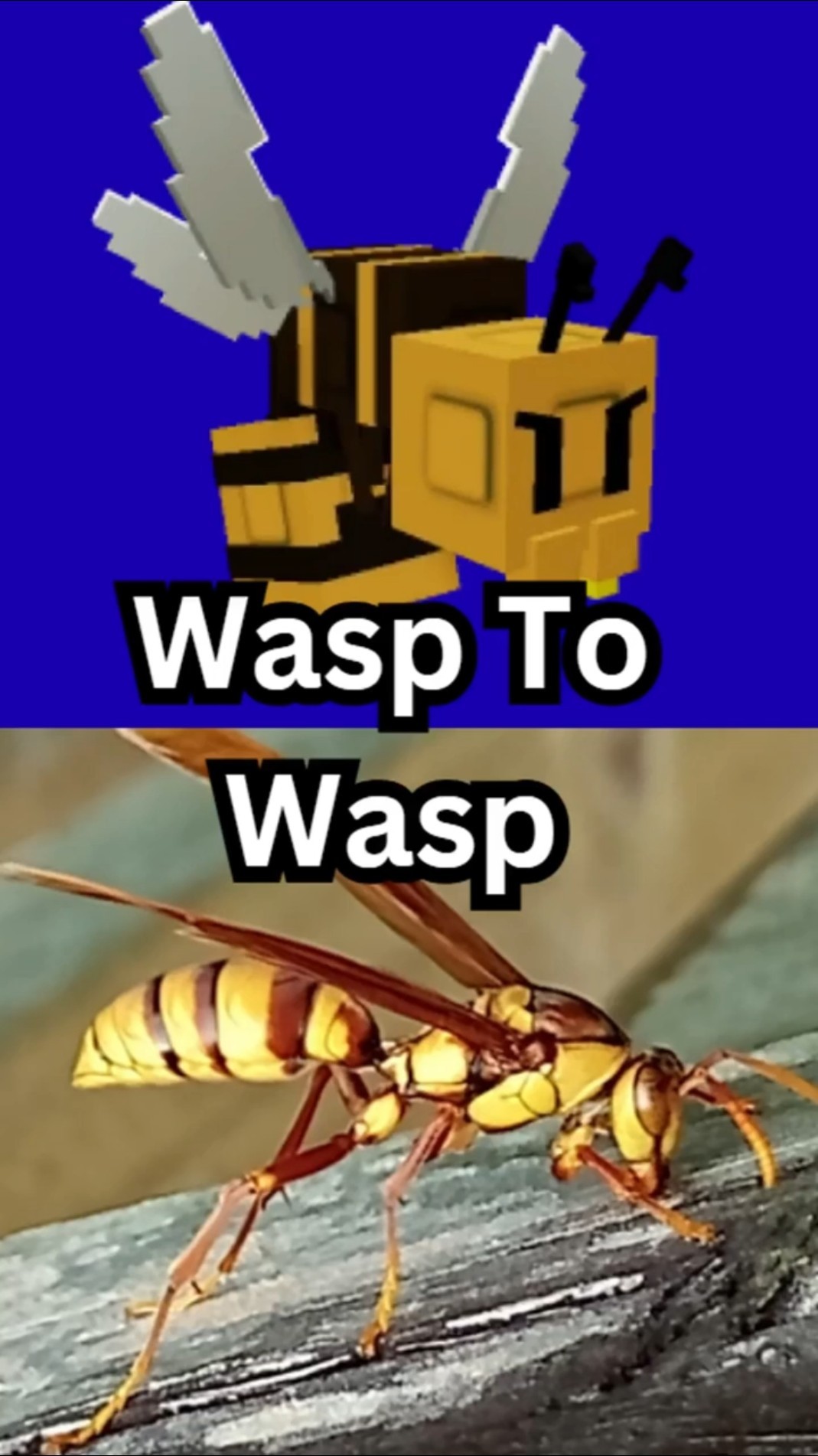 WASP GAG TO WASP Six Degrees Of Seperation ROBLOX EDITION YouTube Oardefault 