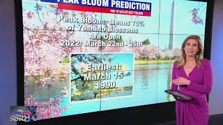 Will DC's cherry blossoms come early this year? | FOX 5's DMV Zone