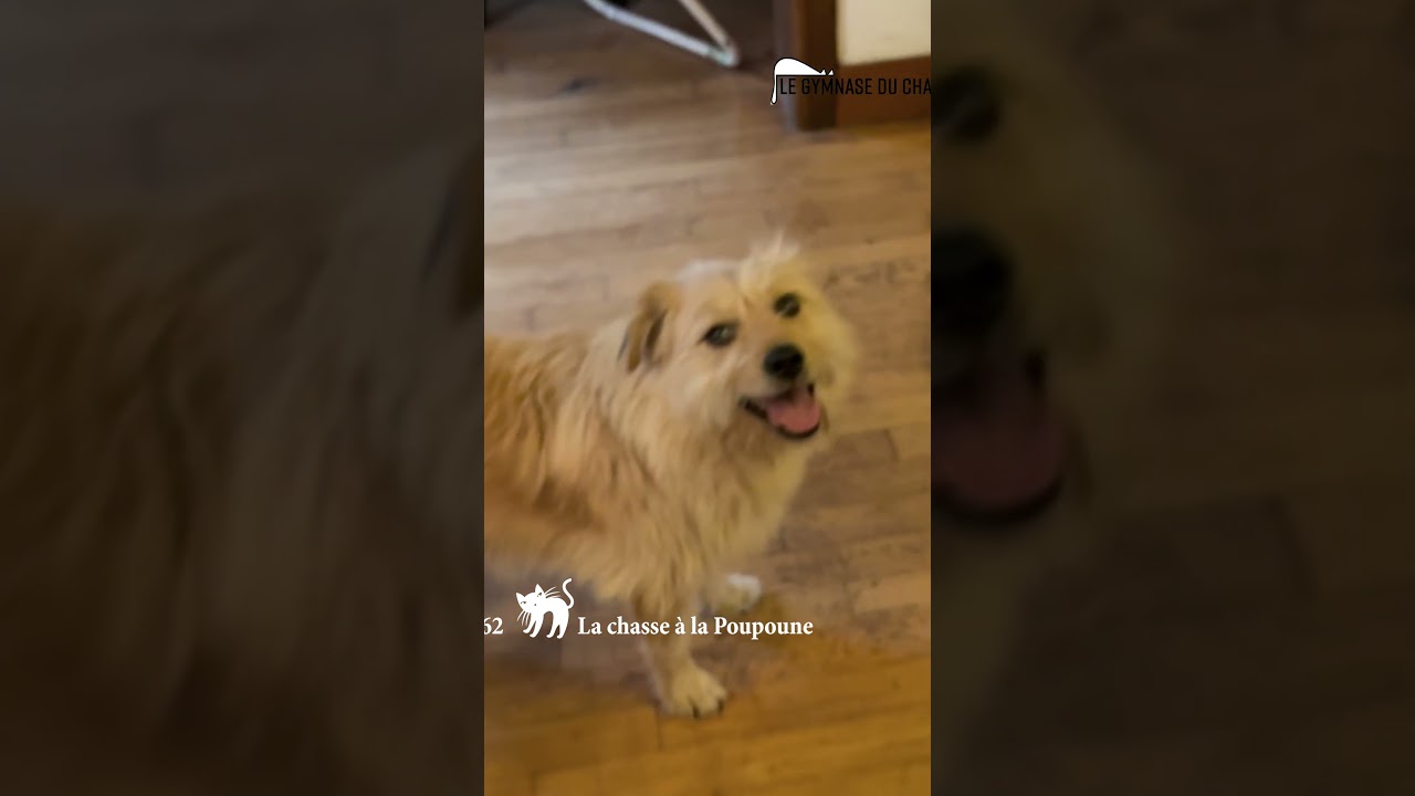 Noé le chat jour 62 : la chasse à la Poupoune