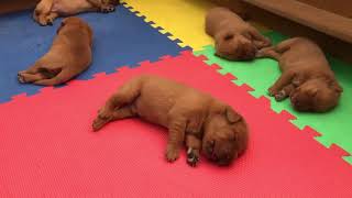 Red fox labrador retriever - Elevage labrador Red fox - Chiot qui chante