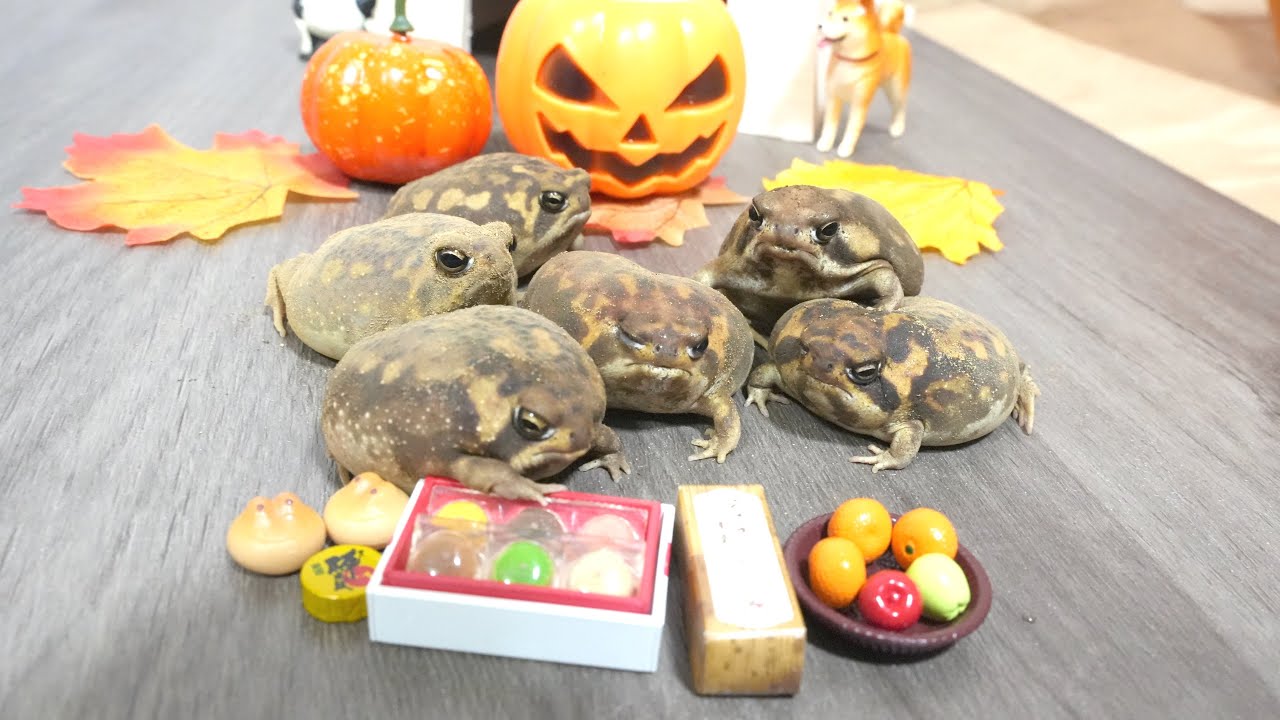 Круглые лягушки на Хэллоуин 🎃