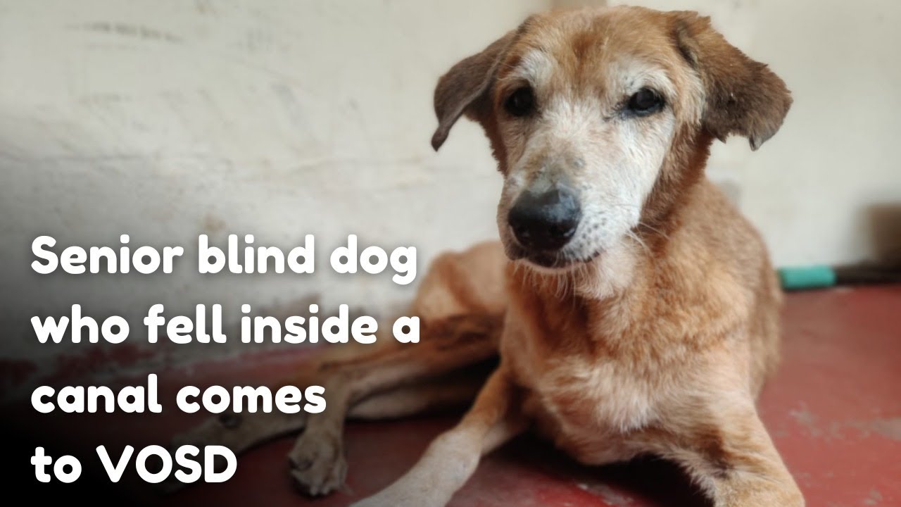 Blind stray dog fallen in canal rescued and now safe at VOSD! - YouTube