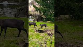 Baby Tufted Deer Checking If It's Safe 🦌🦌