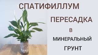 Спатифиллум пересадка  в минеральный грунт в закрытую систему. Внимание ЭКСПЕРИМЕНТ.