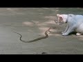 kucing vs ular