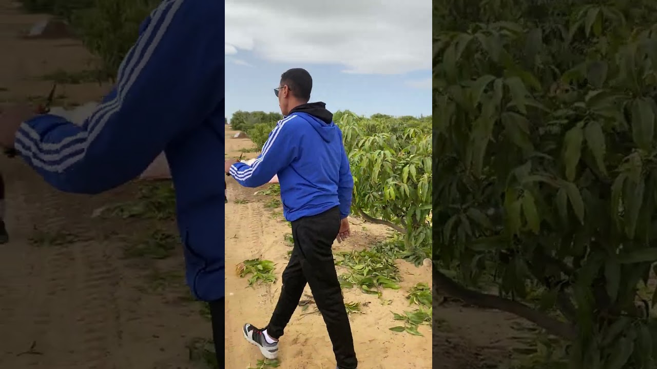 زياره ومعلومه في وقتها لتقليم التزهير في صنف الناعومي 26 /1/2023