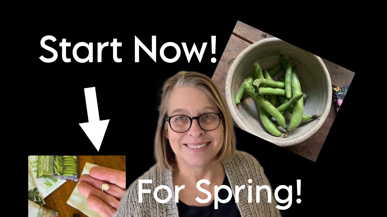 Подготовьте горох к росту заранее: простой способ предпосевной обработки.