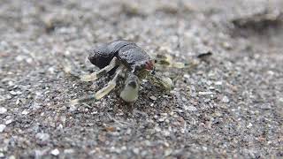 Hermit Crab With A Shell, Too Small?