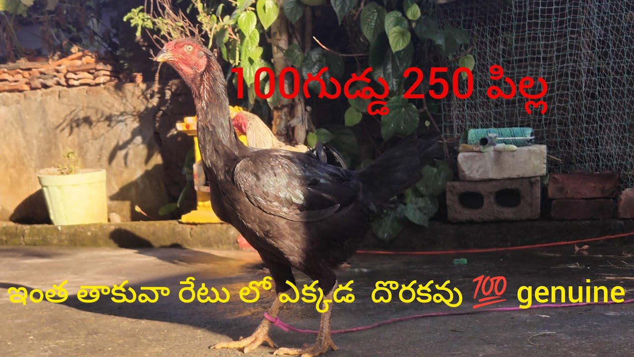 మా చిన్నా ఫామ్ లో కొల్లు మంచి జాతి కొల్లు తక్కువ రేటులో మీ ముందుకు గుడ్లు పిల్లలు తిస్కోస్తాను 