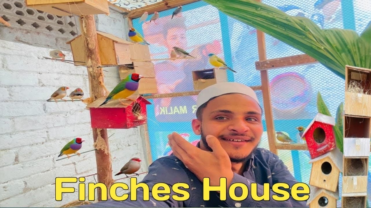 Finches Ke Box Laga Diye🫣