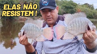 🔥 O segredo para fazer ceva fácil para pescar tilápia selvagem é resultado imediato na pescaria 