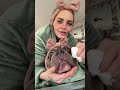 English bulldog wrinkle cleaning routine englishbulldog doggieshorts wrinkles