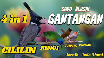 MASTERAN KOMBINASI CILILIN VS TEPUS KEPALA ABU VS PRENJAK KEPALA MERAH VS KINOI RAPAT MEWAH