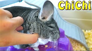 MEET MY CHiNCHiLLA!!
