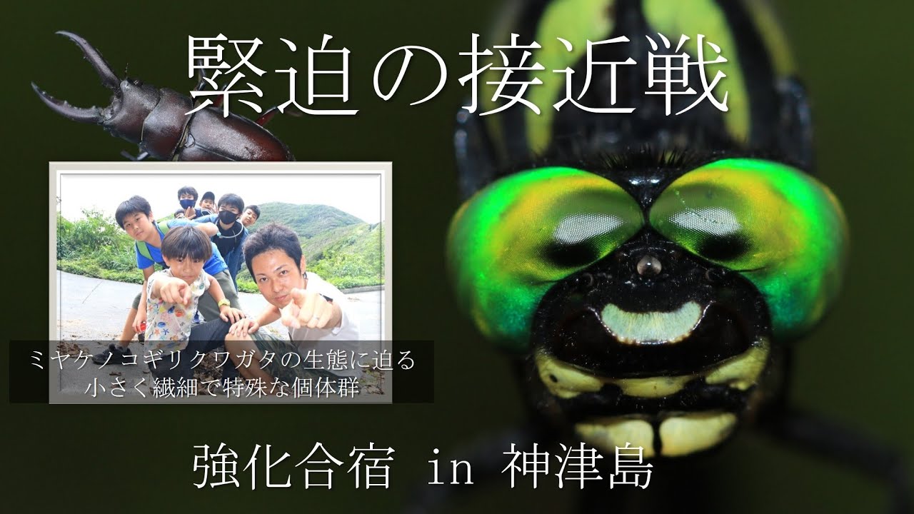 強化合宿 in 神津島 ～緊迫の接近戦！小さく繊細なオニヤンマの固有個体群～
