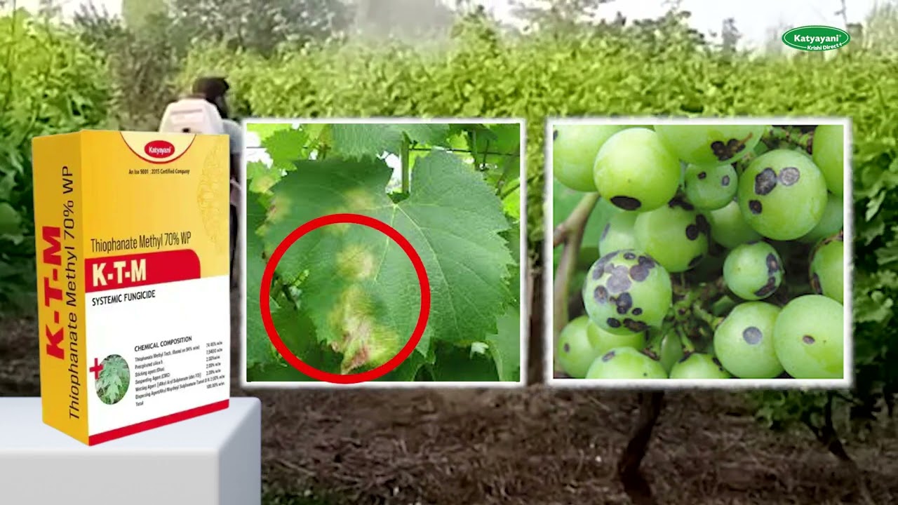 M.shathamani Revolution ミックスドメディア Idli Mix Price India | Buy Idli Mix Onine | Farmveda – farmveda