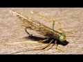 Grasshopper fly tying instructions by ruben martin