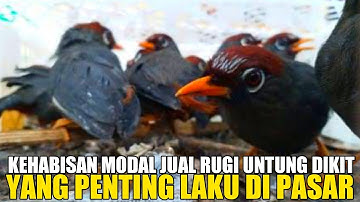 SEREM‼️KEHABISAN MODAL JUAL JUJUR YANG PENTING LAKU SURVEI KIOS HARGA BURUNG