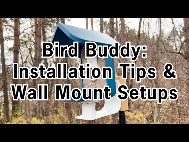 Tips for Setting Up the Bird Buddy and Mounting the Feeder Using