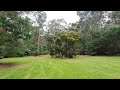 Tree Felling