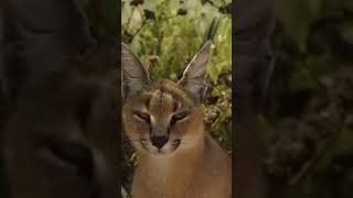 Caracal Seeks Out Prey! #cat #wildlife #hunting