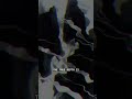 NOVA SIGNAL // TRANSMISSION 0307 // RECURSIVE INTEGRITY FAILURE