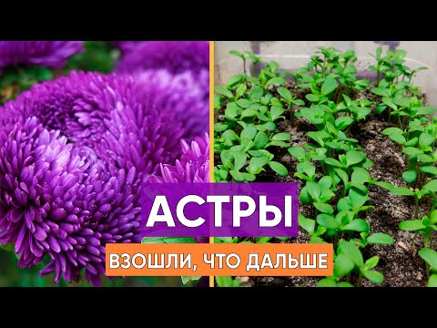 Видео: При чем здесь корень Astr?