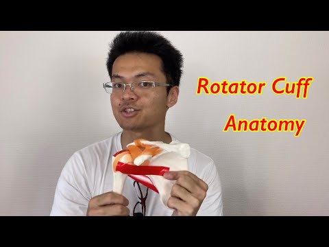 กายวิภาคของข้อมือ rotator บนกระดูกรุ่น (ภาษาอังกฤษ)