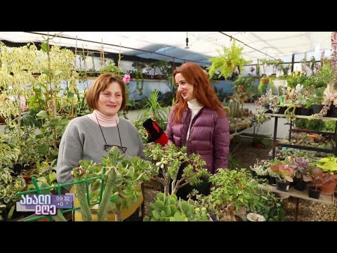 #ახალიდღე რუბრიკა „მცენარეების მეგობარი“ - ფიქრია ცისკარიშვილის ორანჟერეა
