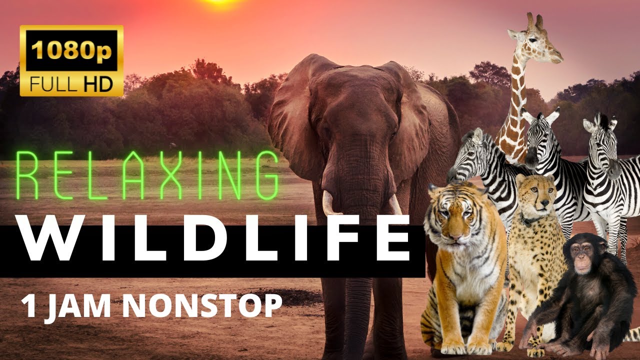 Relaksasi 1 Jam Kehidupan Hewan Liar Full HD 