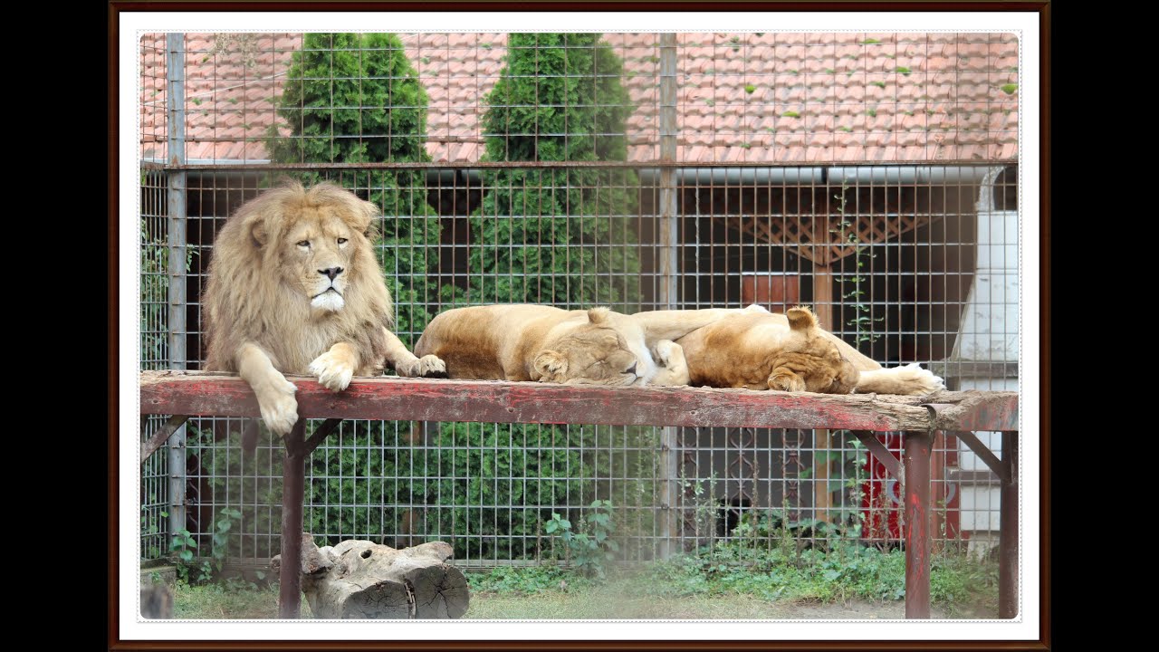 Gyöngyösi Állatkert  (2020.09)