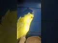lovebird🦜