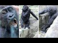 池の栓を抜いて大慌てのキンタロウ。2021.6.12【京都市動物園、ニシゴリラの家族】