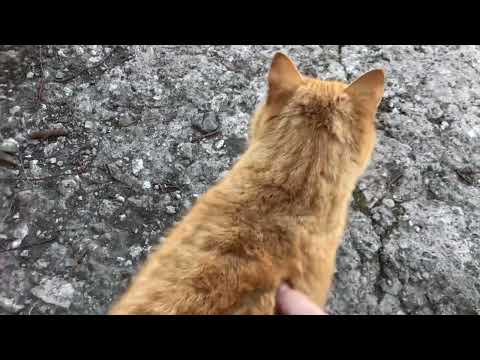 Скутер не заводится после зимы, что делать? Ищем причину))