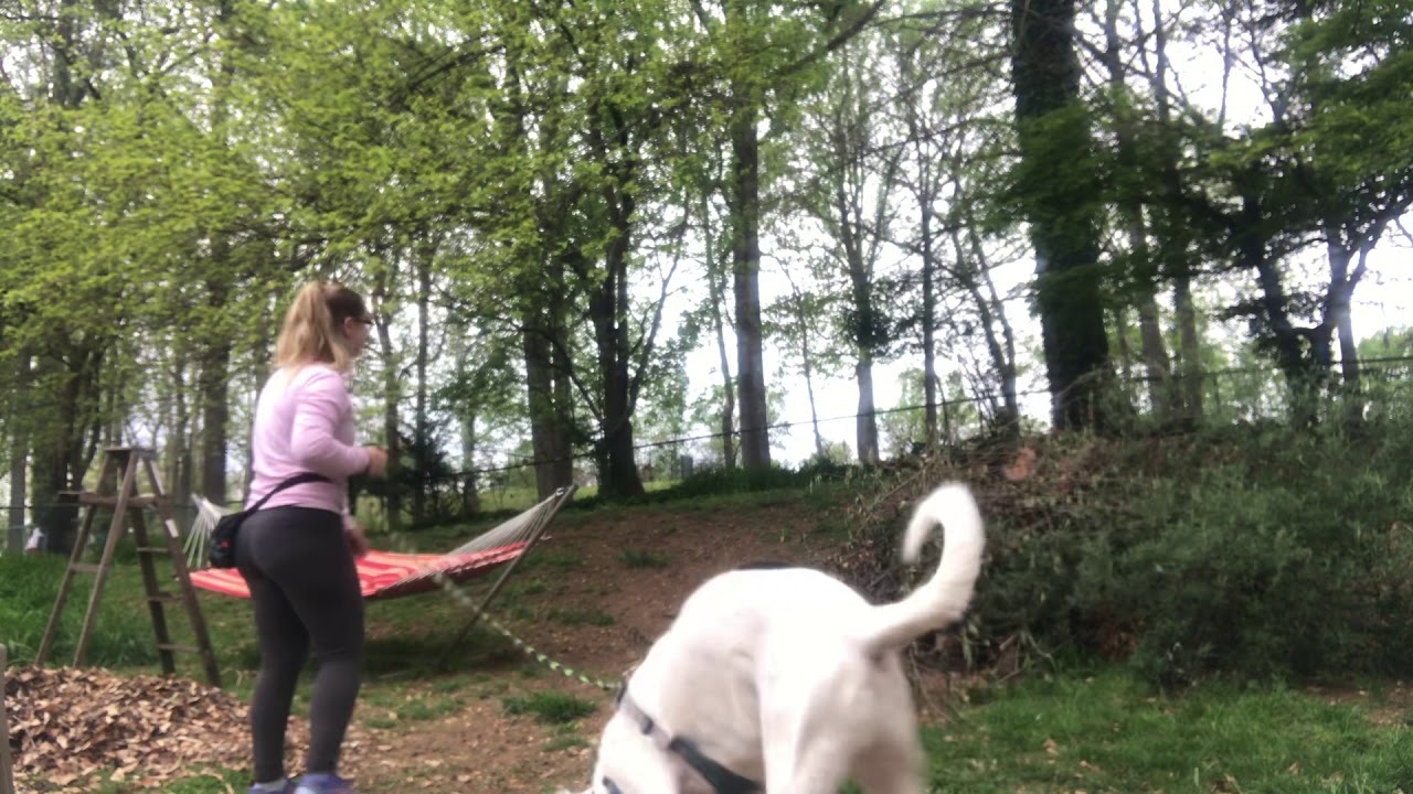 Unedited engage/disengage off loose dogs near fence - YouTube