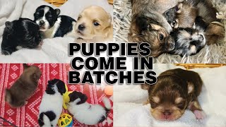 Litters Come in Batches! See all my Chihuahua Puppies Available soon! | Sweetie Pie Pets Kelly Swift