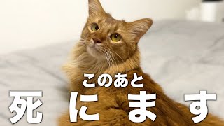 猫が死ぬ直前に見せる行動