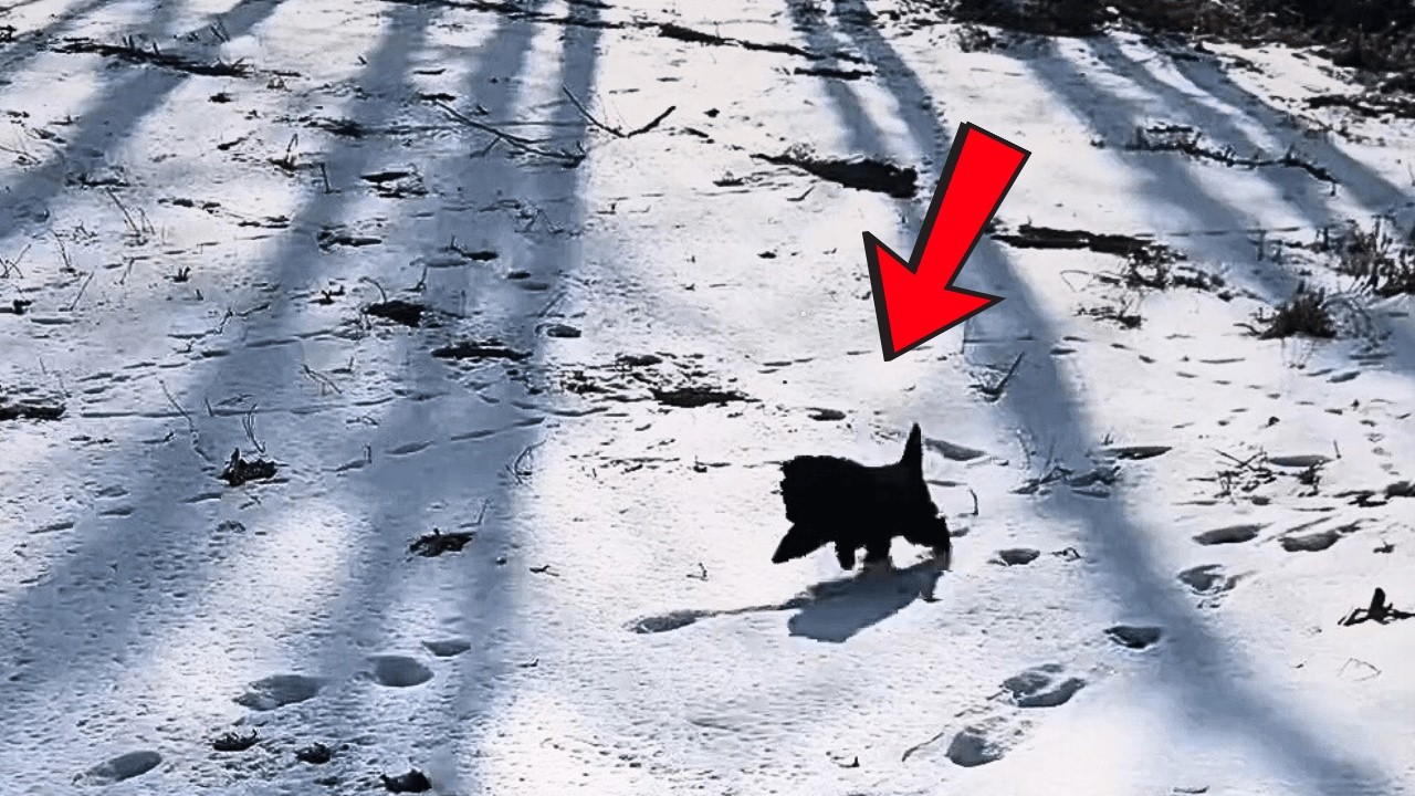 Заблудившийся в снегу щенок бежит к семье девочки, словно нашёл своё предназначение.