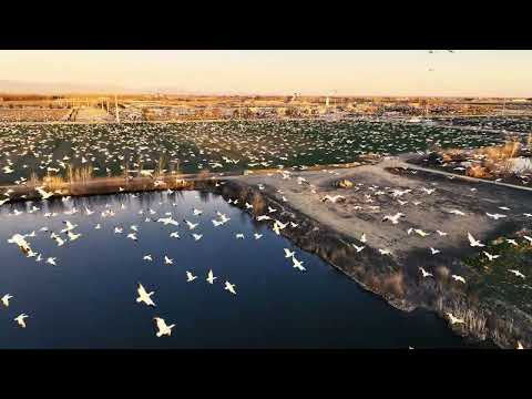 Birds Migration March 2022 Caldwell Idaho