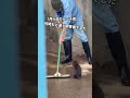 この動画(SNSなどで話題になったもの)の文脈では、いつもの「パパ」代わりの飼育員さんではなく、別の飼育員さんが作業をしていた時の様子ですね。